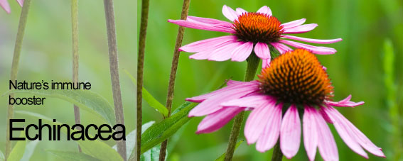 Echinacea