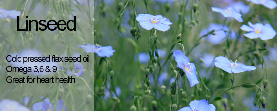 Linseed - Flax Seed