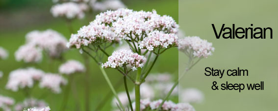 Valerian